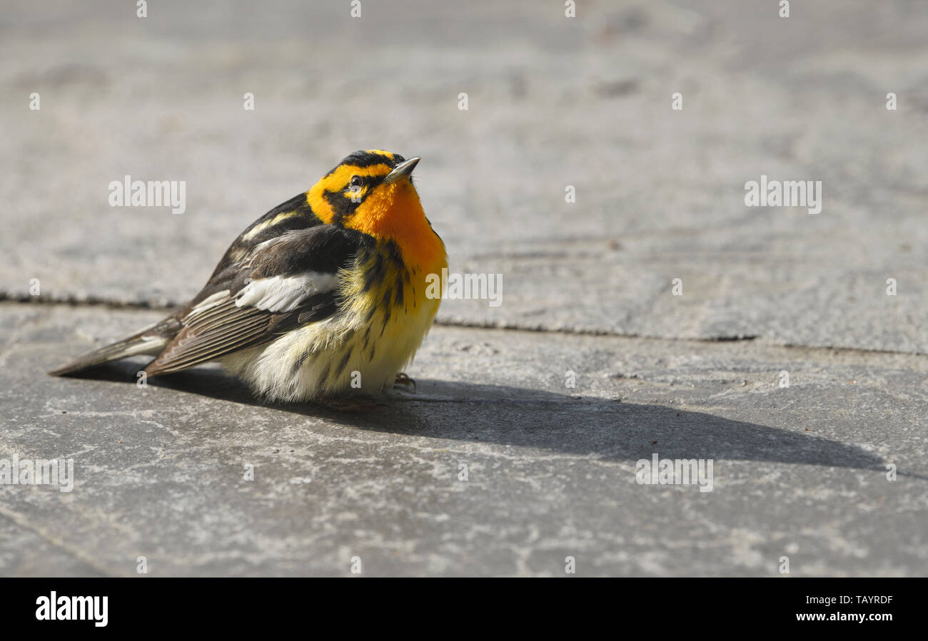 Orange Hals und Gesicht eines männlichen Erwachsenen Balckburnian Warbler am Boden bis Suchen im Frühjahr Toronto Kanada Stockfoto