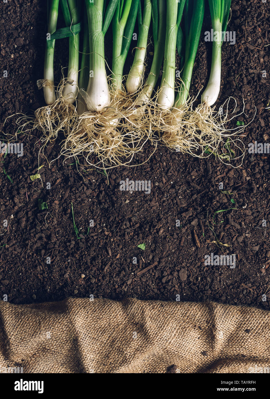 Die Zwiebel oder Schalotten auf Garten, Blick von oben auf die Geernteten organische homegrown Wurzelgemüse Stockfoto