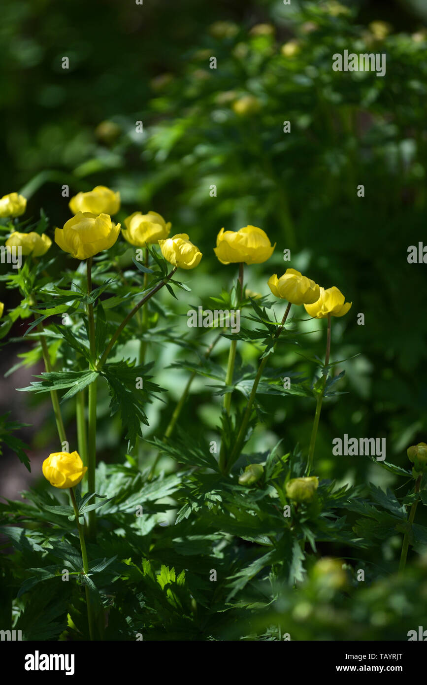 Globeflowers auf grünen Blumenbeet Stockfoto