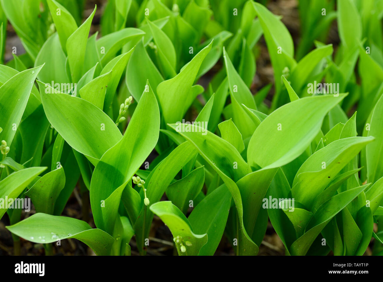 Grüne Maiglöckchen Blätter zu Blume nach einem Regen in Toronto Stockfoto