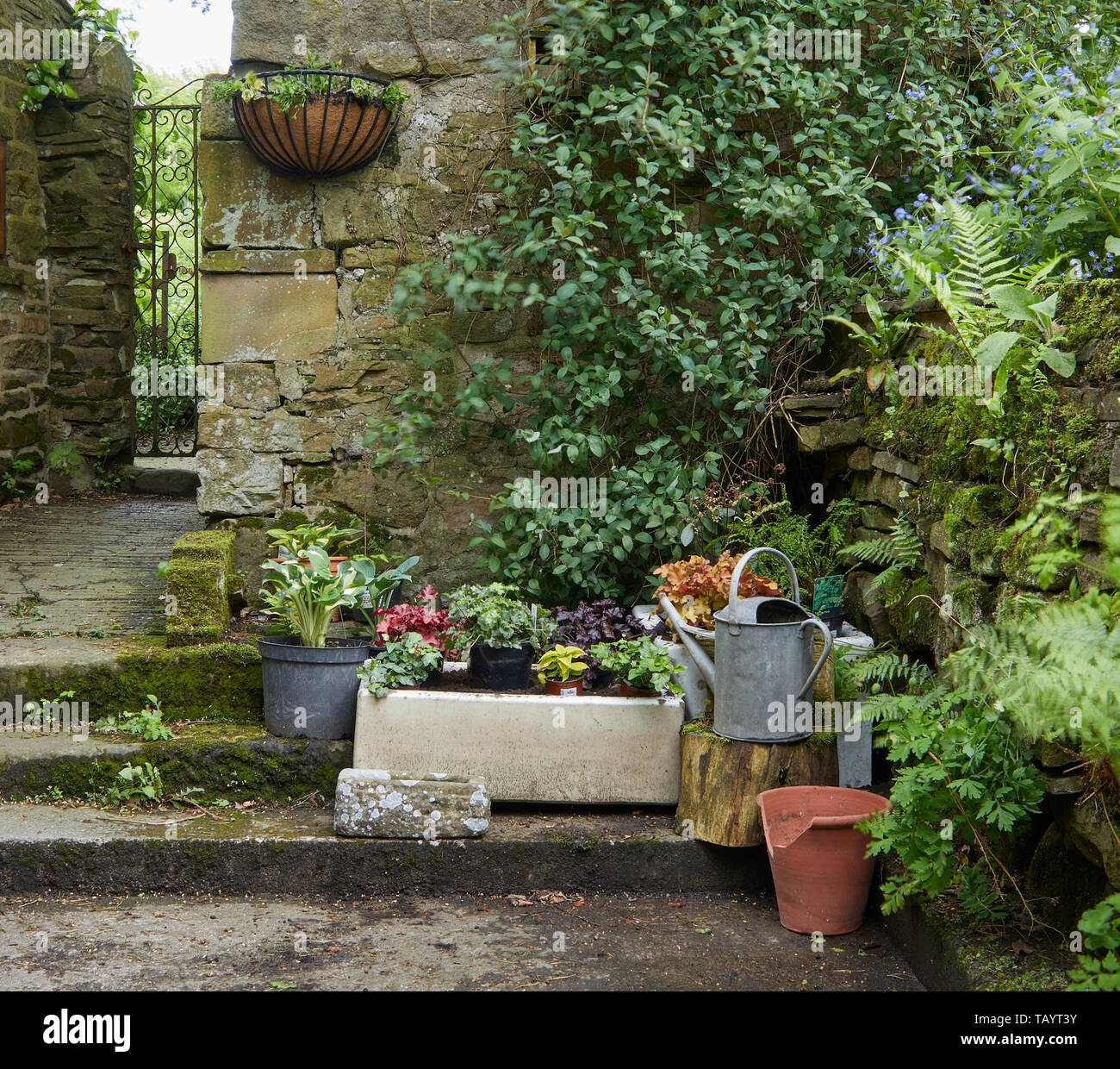 Zierpflanzen Becken neu präpariert und bepflanzte Garten auf Bauernhof Bei 900 ft. Torf Lane, Bewerley, North Yorkshire, England, UK. 27. Mai 2019 Stockfoto