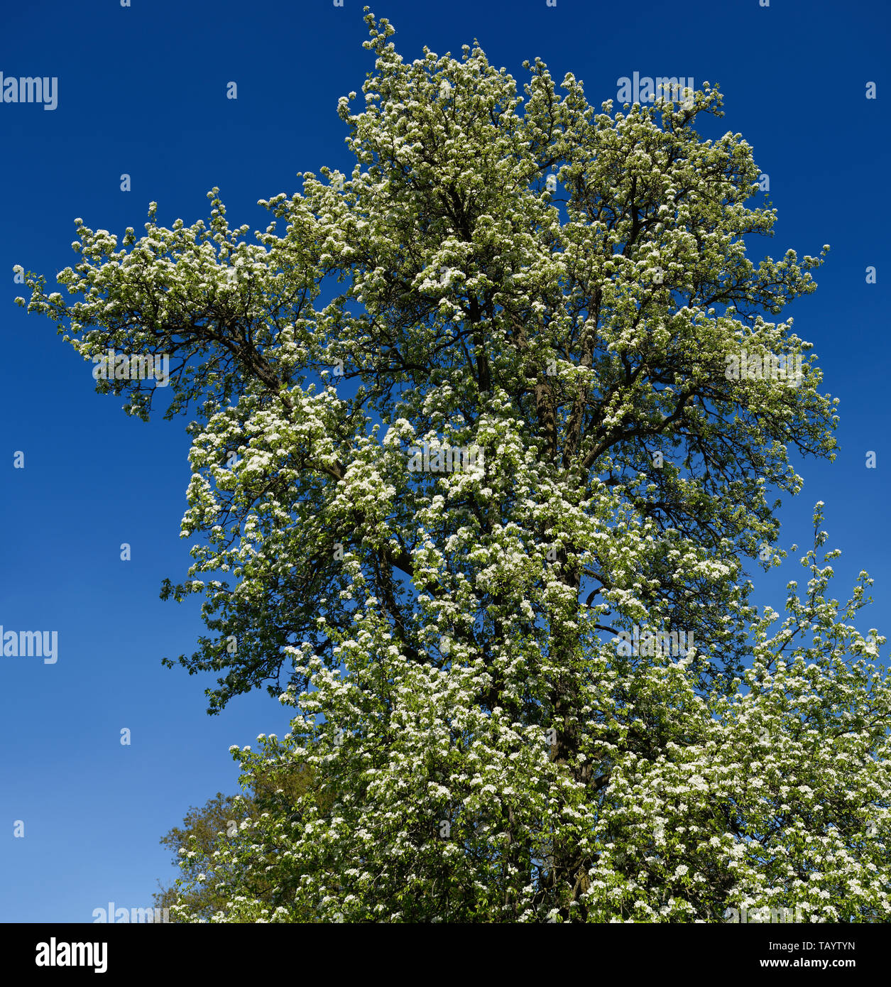 Großer dekorativer Pear Tree mit blauem Himmel im Frühjahr mit weißen Blumen Toronto Stockfoto
