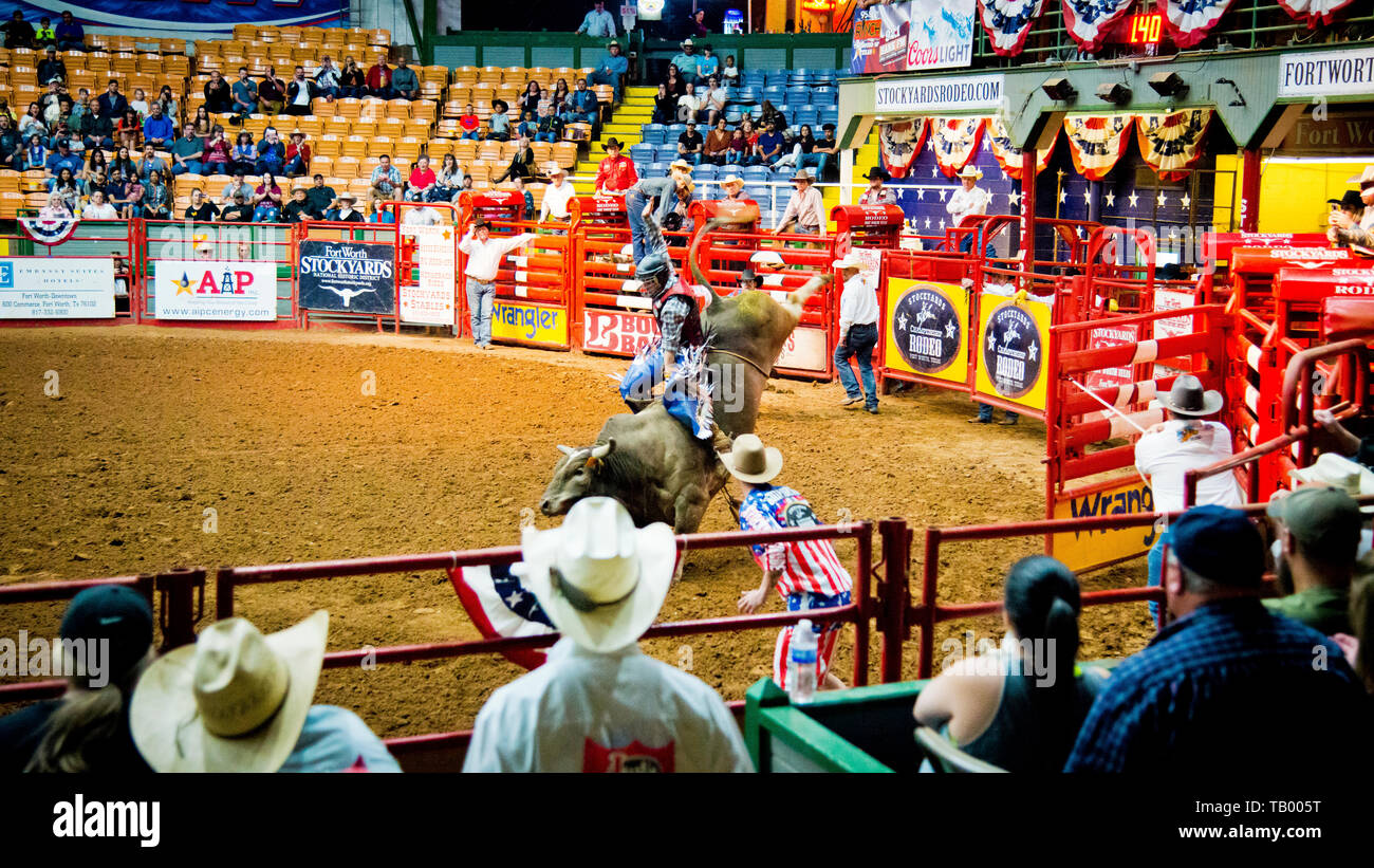 rodeo Stier Reiten, extreme Sportereignis, Cowboy Arm in der Luft, wie er bemüht, große Stier reiten, kolosseum, Fort Worth, Stockyards, Texas, USA, Stockfoto