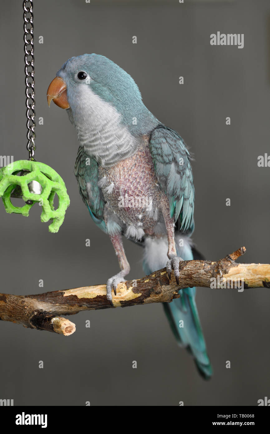 Pet blau vogel auf Barsch mit Quaker Verstümmelung Syndrom gerupft, Bein, Brust und Rücken Federn auf der nackten Haut Stockfoto