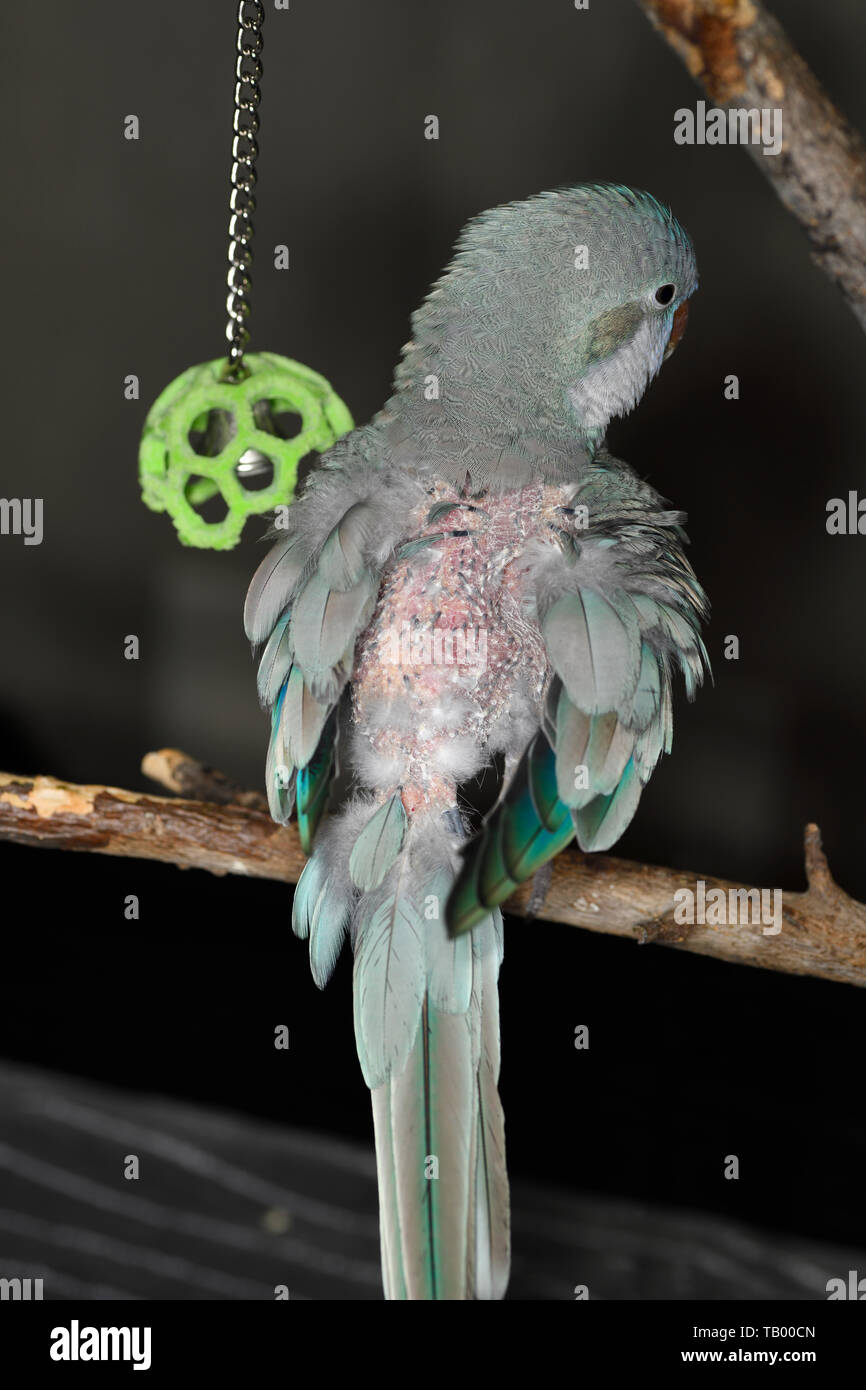 Blau Quaker Parrot Vogel selbst mutliated durch rupfen Federn auf der Rückseite mit Pin-Federn nach einer Mauser Stockfoto