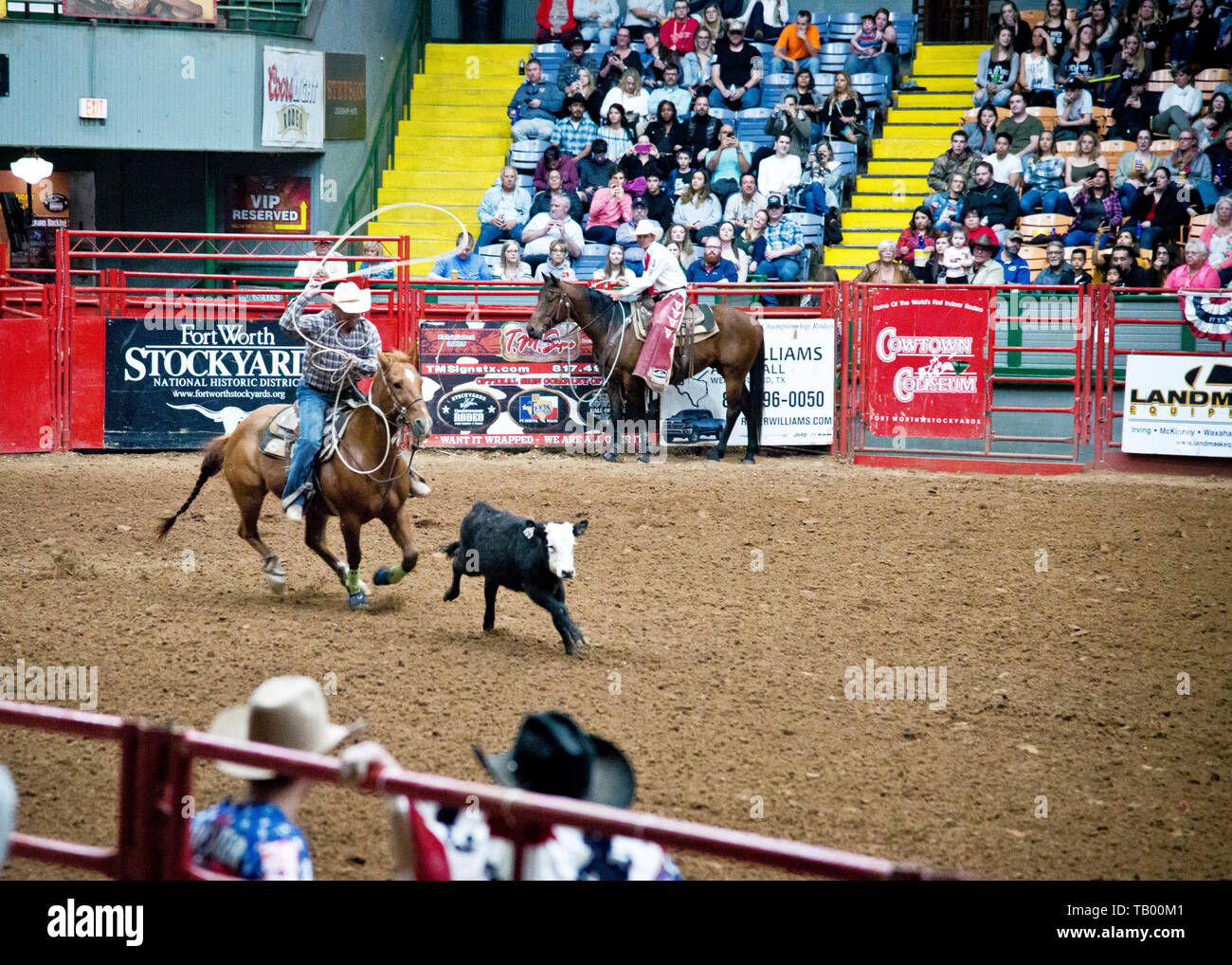 Cowboy zu Pferd, einen jungen Steer oder ein Kalb in der coliseum Arena, Stockyards Fort Worth, Texas, USA. Stockfoto
