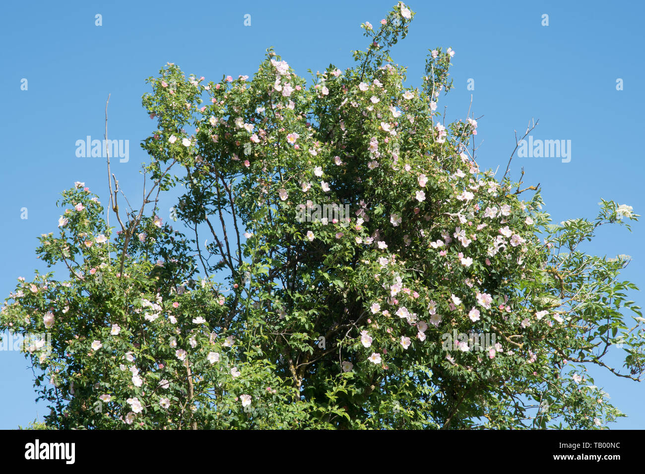 Ein Hund rose kriecht über einen holunder Bush Stockfoto