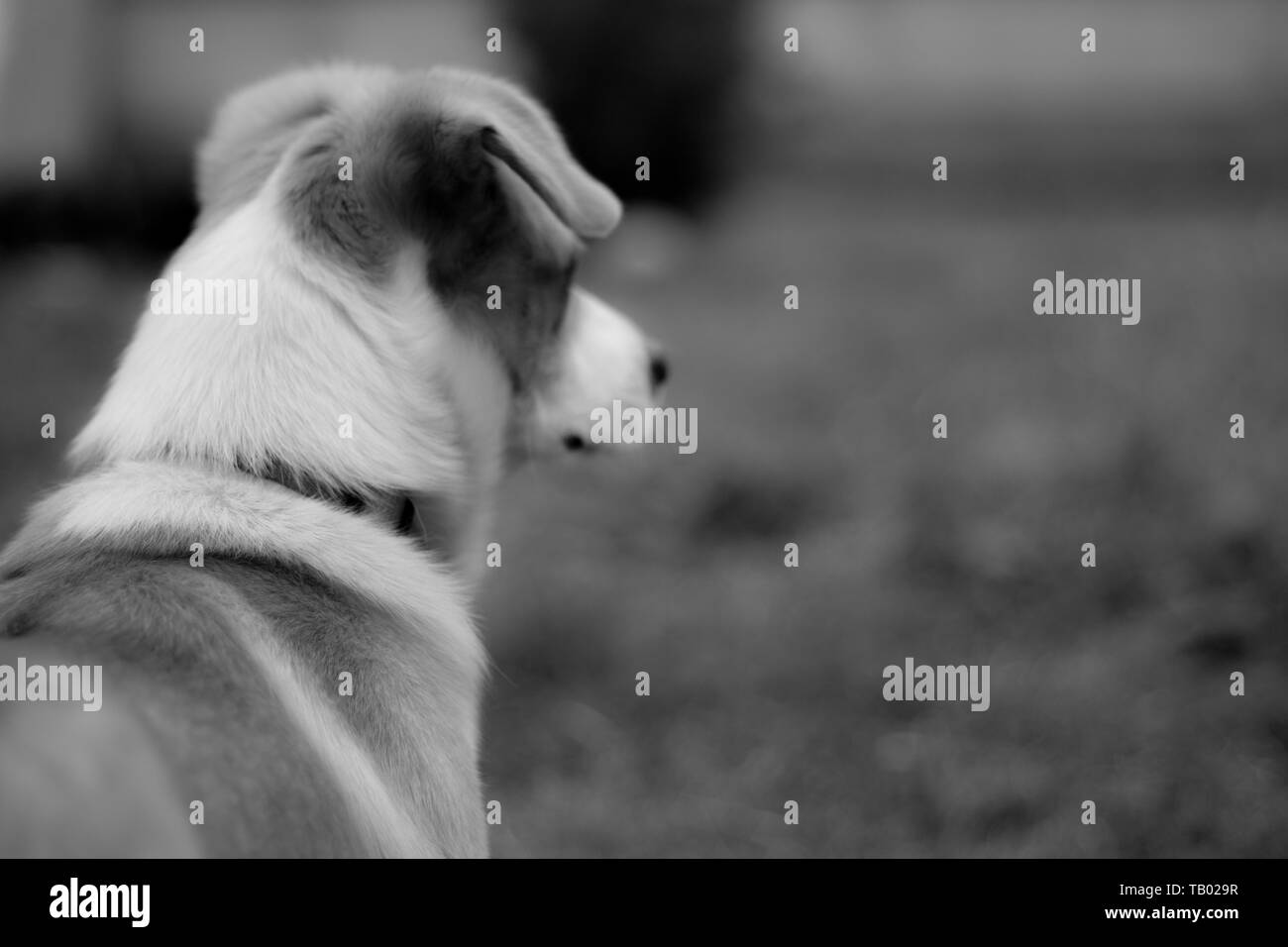 Cucciolo di Cane bianco e Nero Stockfoto