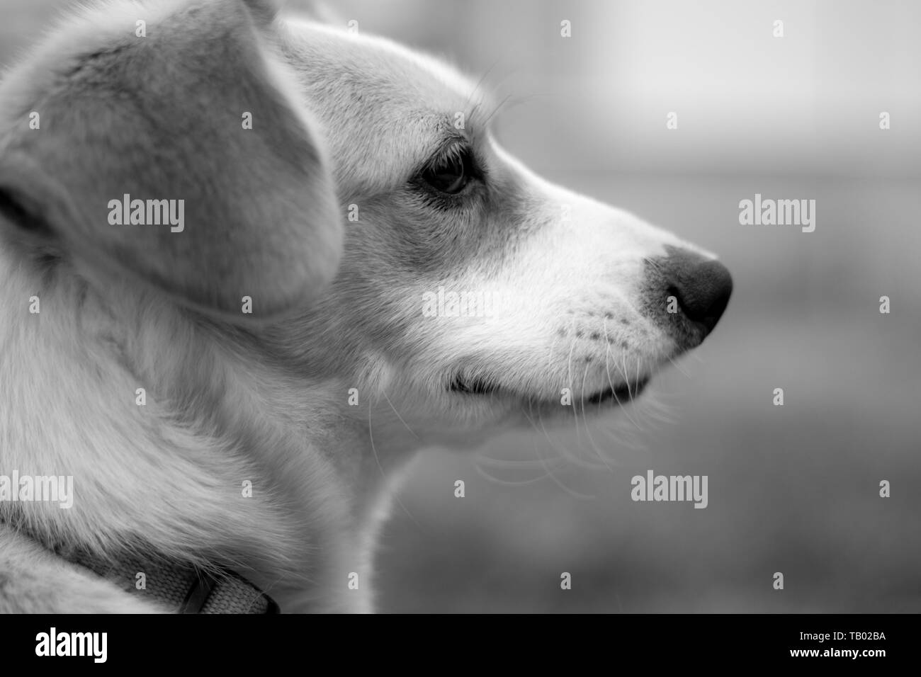 Profilo cucciolo di Cane biano e Nero Stockfoto