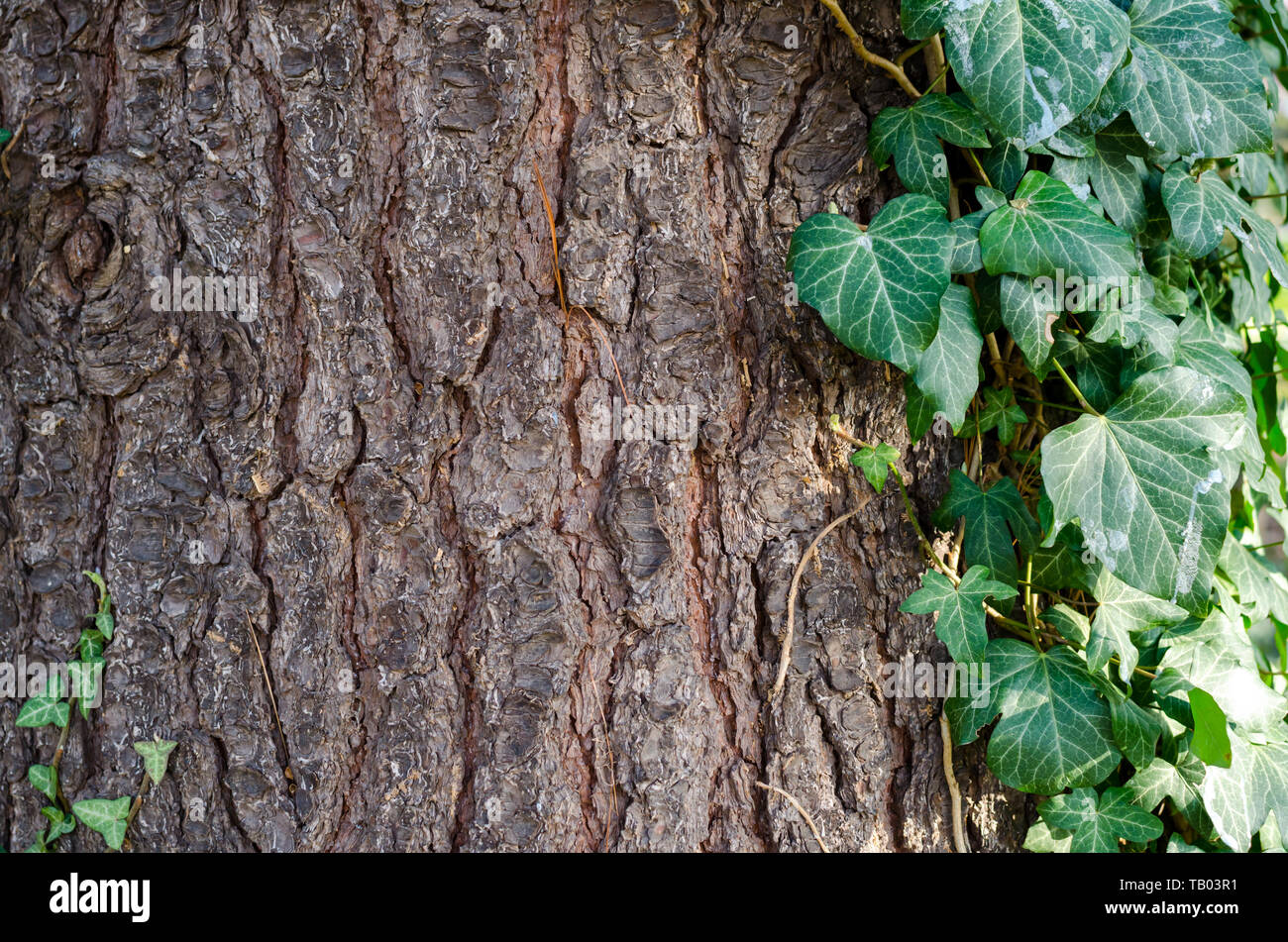 Mazedonische Kiefer (Pinus peuce) Rinde mit grünem Efeu. Nahaufnahme. Stockfoto