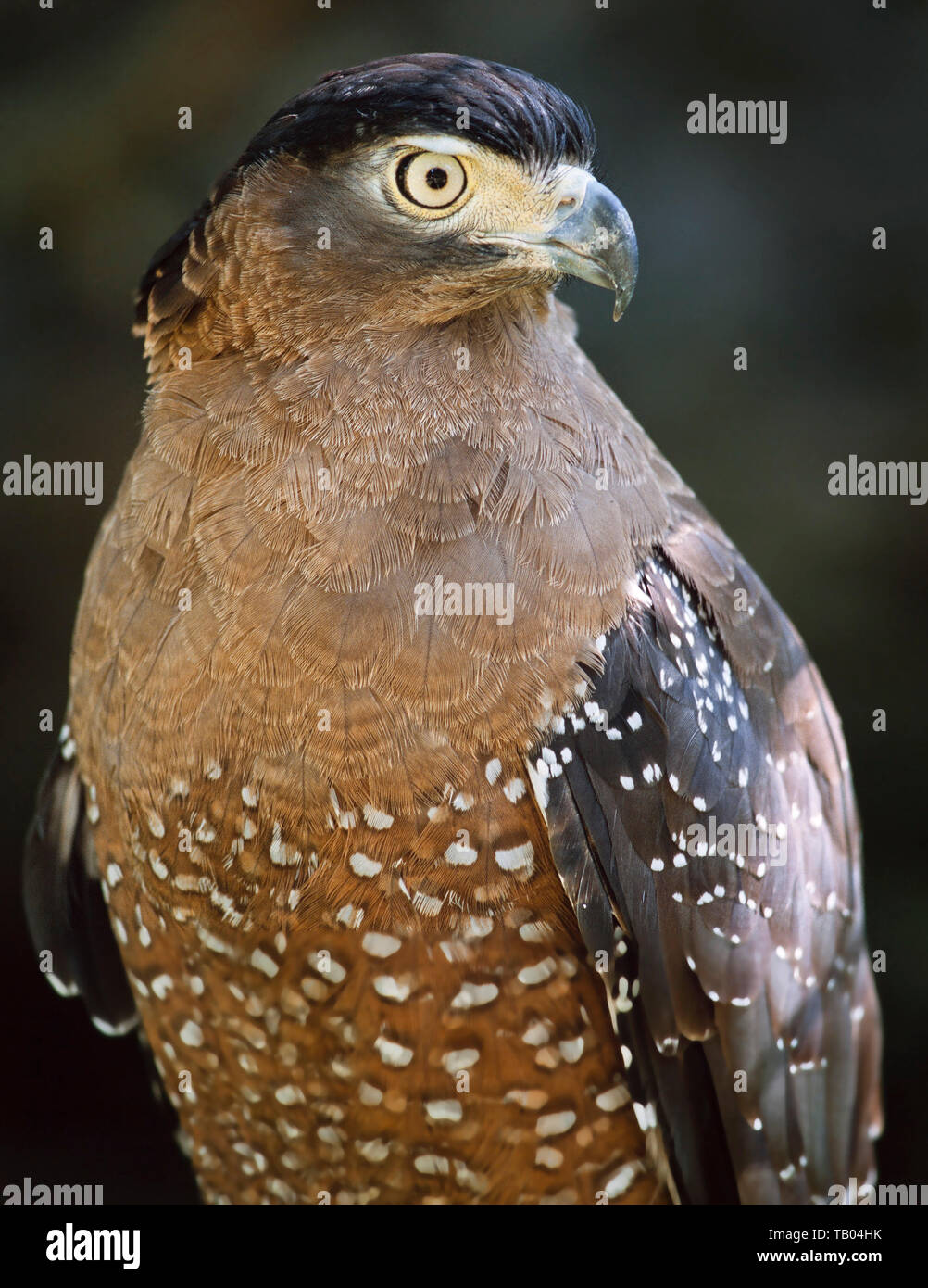 Crested Schlange Adler, Spilornis cheela, S.E. Asien Stockfoto