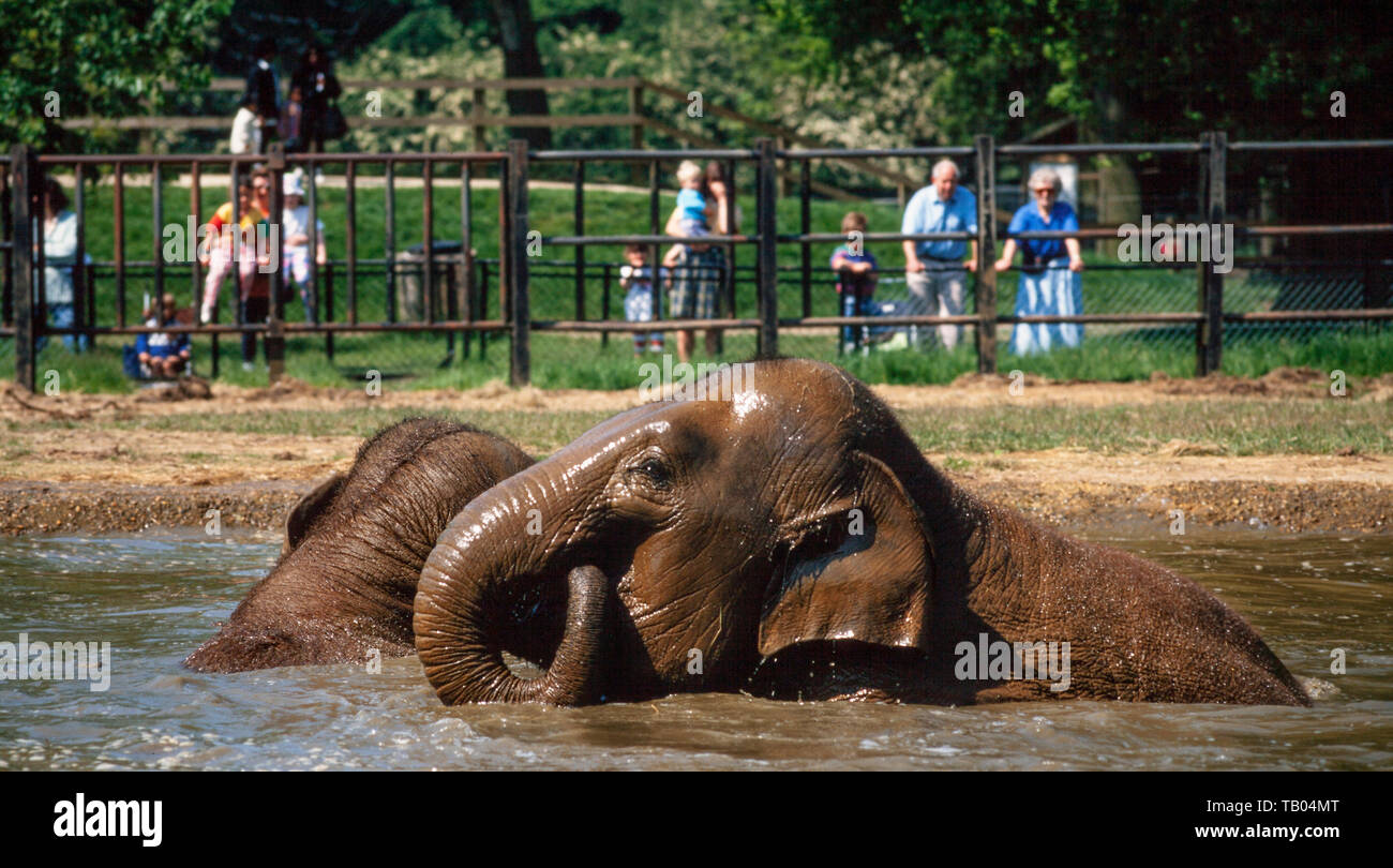 Asiatische Indischer Elefant, Elephas Maximus, in einem Wasserbad Scherzen Stockfoto