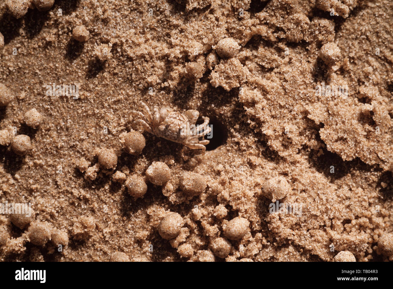 Sand bubbler Krabben (oder Sand-Bubbler), Malaysia Stockfoto