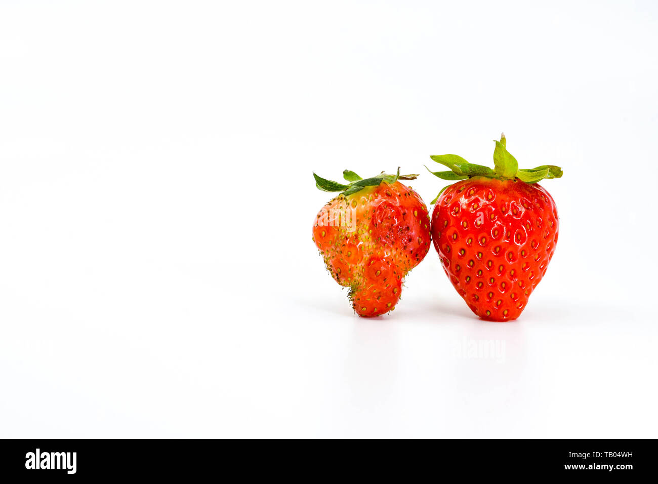 In der Nähe von zwei Erdbeeren Seite an Seite. Man ist fehlerhaft im Vergleich mit der erwarteten Form auf der rechten Seite. Sowohl isoliert gegen einen einfachen Hintergrund Stockfoto