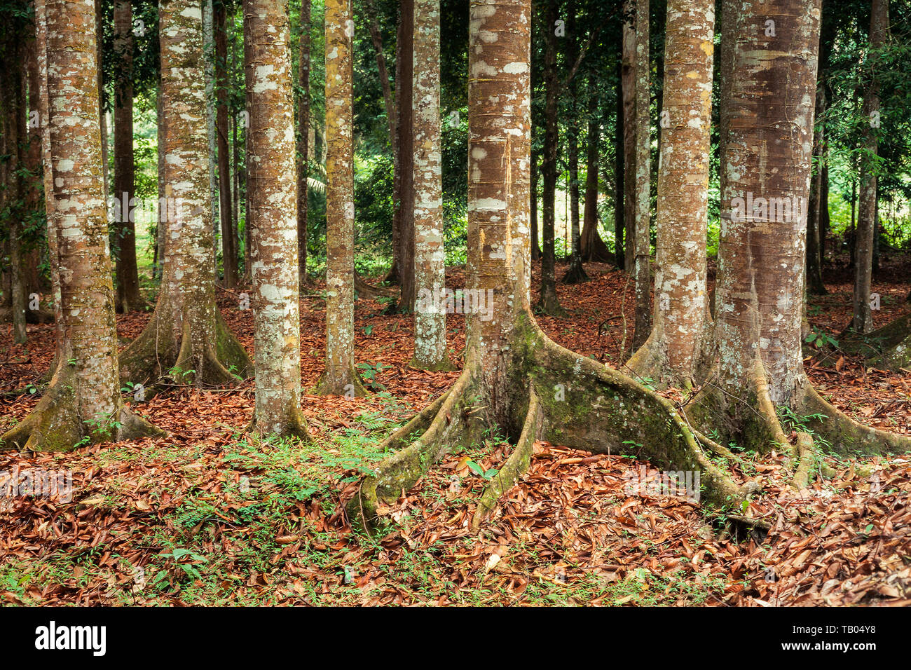 Tropischer Wald Bäume, kleine butress Baumwurzeln mit Epiphyten & Flechten wachsen auf der Rinde. Stockfoto