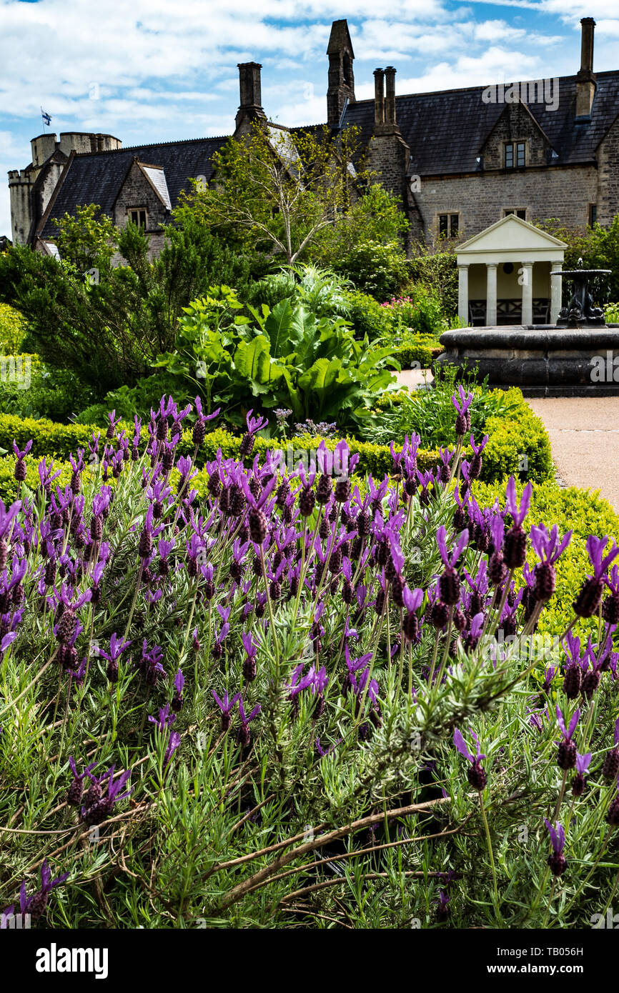 Lavendel in der Physic Garden, Cowbridge, Wales Stockfoto