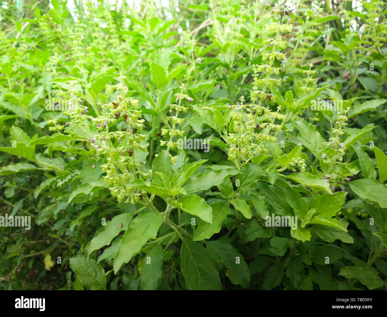 Heiliges Basilikum Blätter/Asien grüne Basilikum Baum und Blume Natur Gemüsegarten Hintergrund - ocimum Sanctum Stockfoto