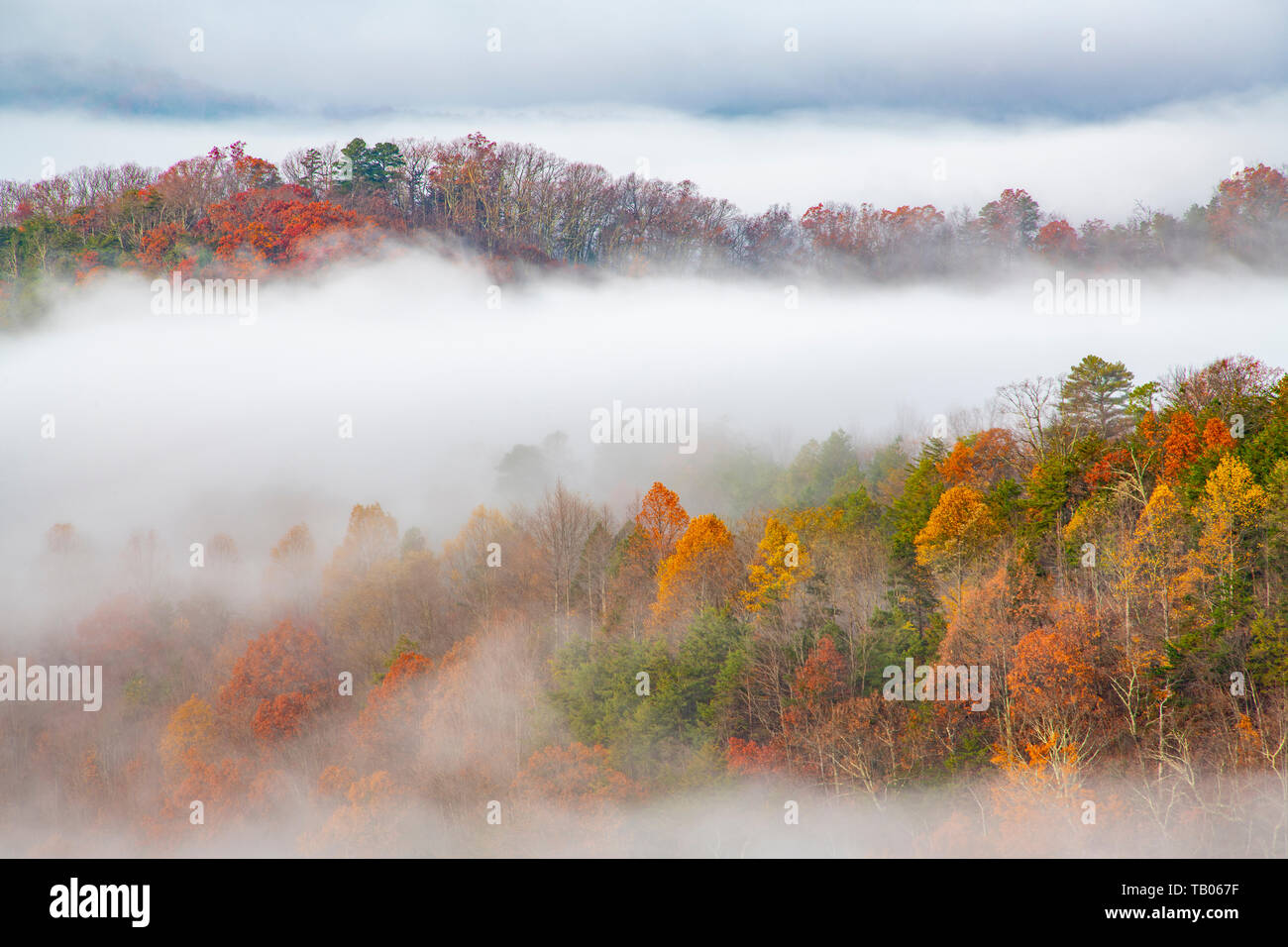 Herbstliche Farben, Foothills Parkway, Great Smoky Mountains National Park, TN, USA, von Bill Lea/Dembinsky Foto Assoc Stockfoto