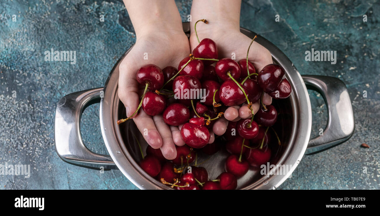 Essen Banner. Kinder die Hände halten reif süß Kirsche. Sweet cherry in einem Topf auf einem blauen konkreten Hintergrund. Stockfoto