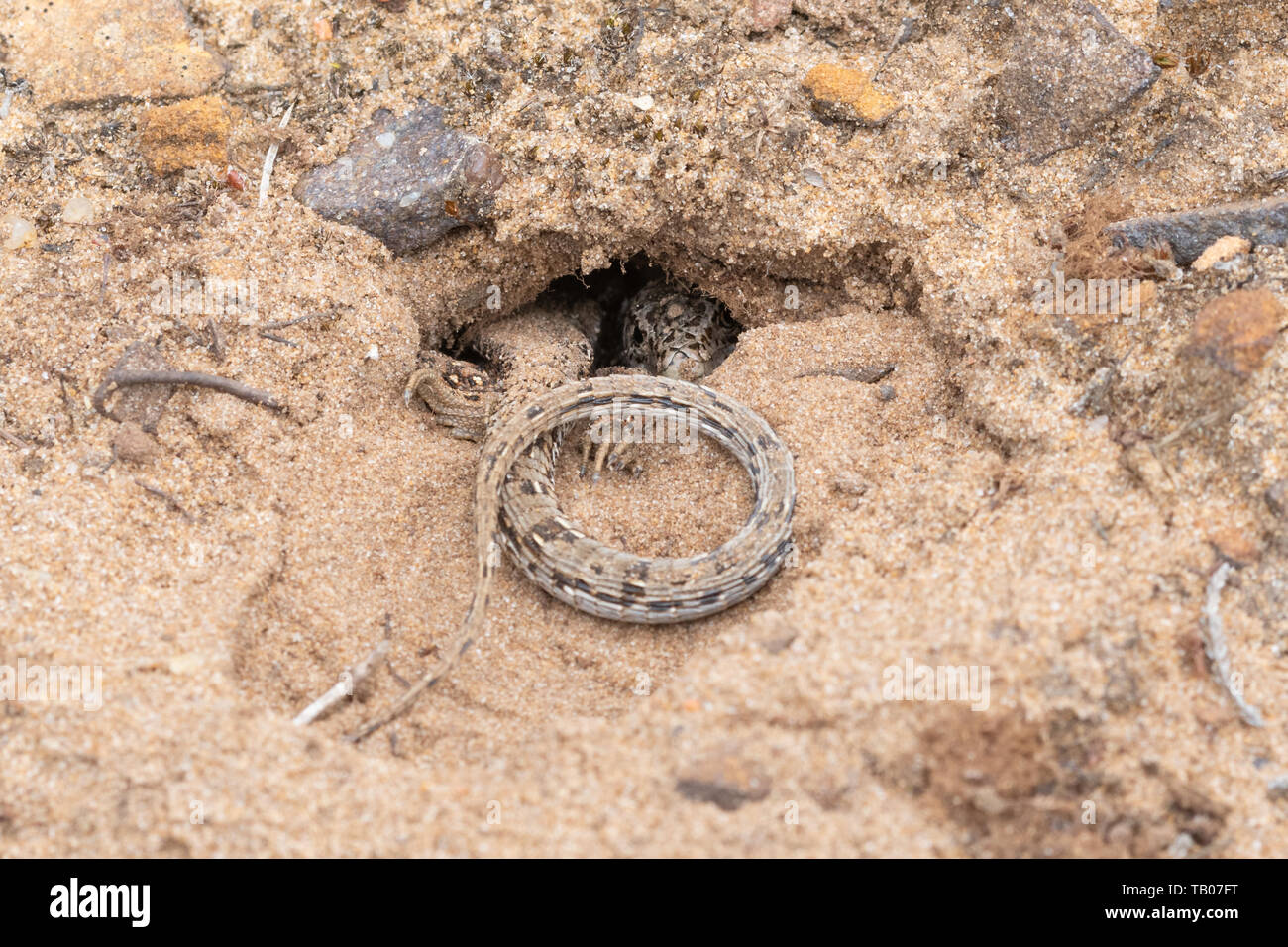 Weibliche Zauneidechse (Lacerta agilis) in ihrer Eiablage Graben auf einem Sand in lowland Heath, Hampshire, UK, Ende Mai Stockfoto