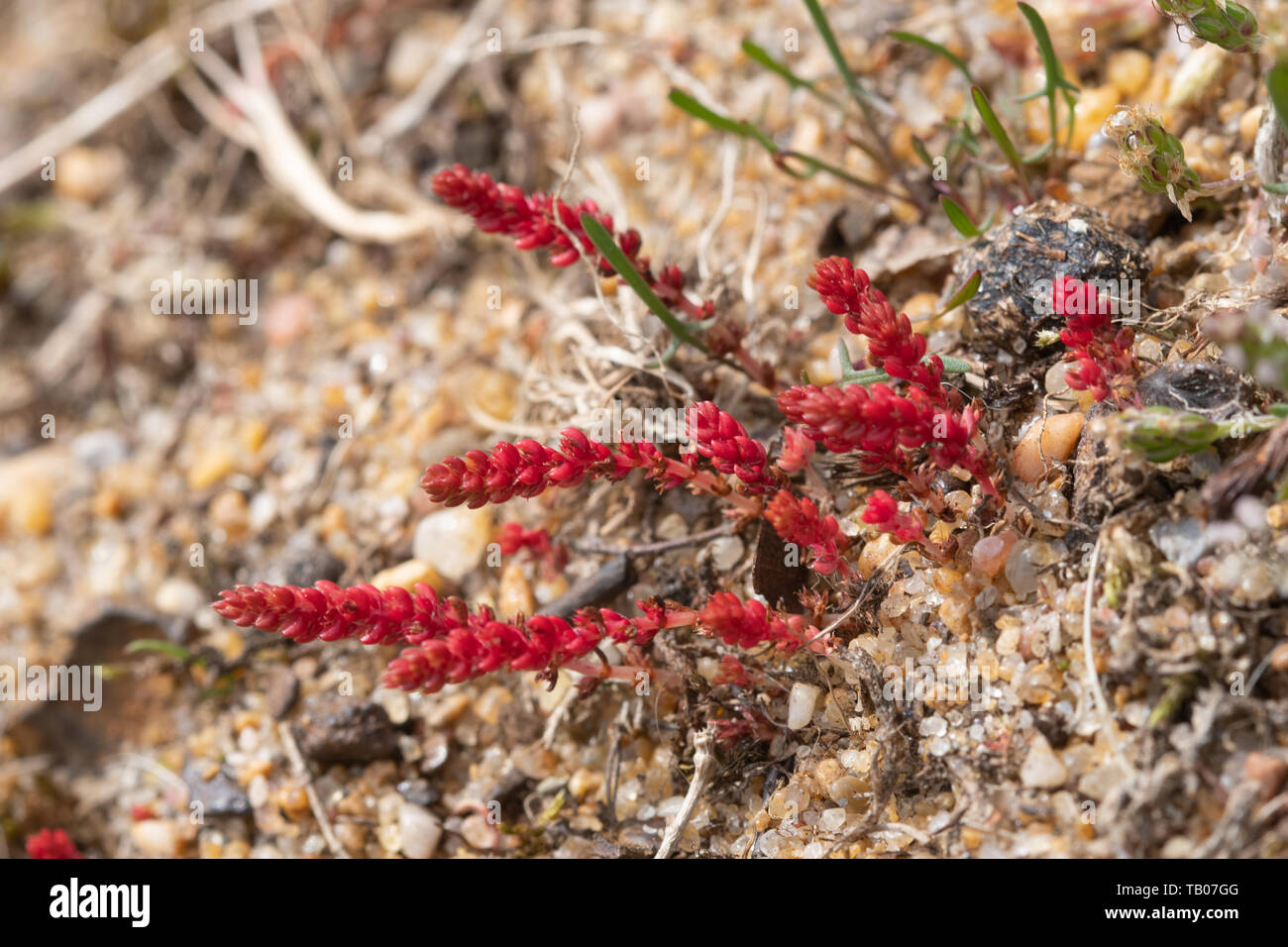 Moosige Fetthenne (Crassula tillaea), eine seltene jährliche Pflanze, die auf sandigen Boden in einem Hampshire Heide Ort, Großbritannien Stockfoto