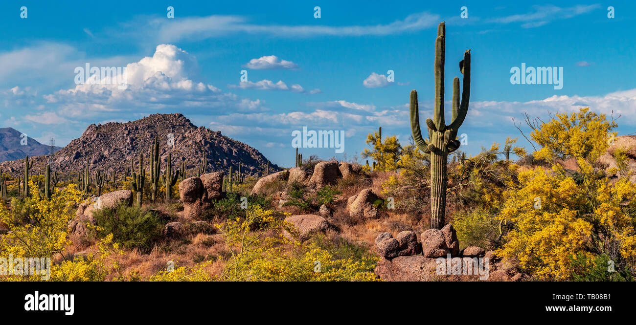Weitwinkel Bild des klassischen Arizona Wüste Landschaft im Frühjahr mit Kakteen und die Berge. Stockfoto