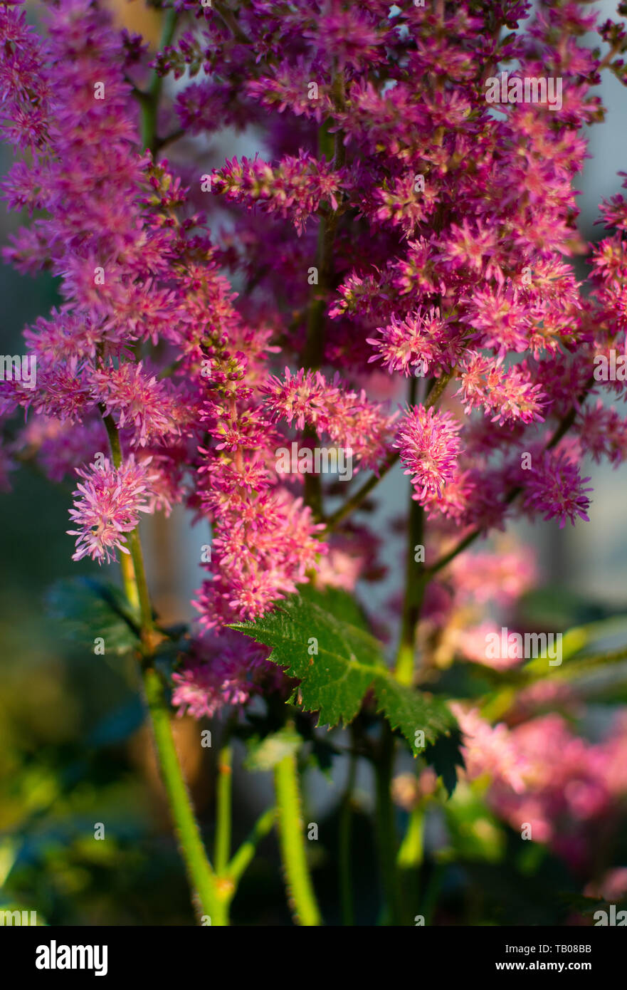 Blühende rosa Astillbe Blumen am Nachmittag. Stockfoto