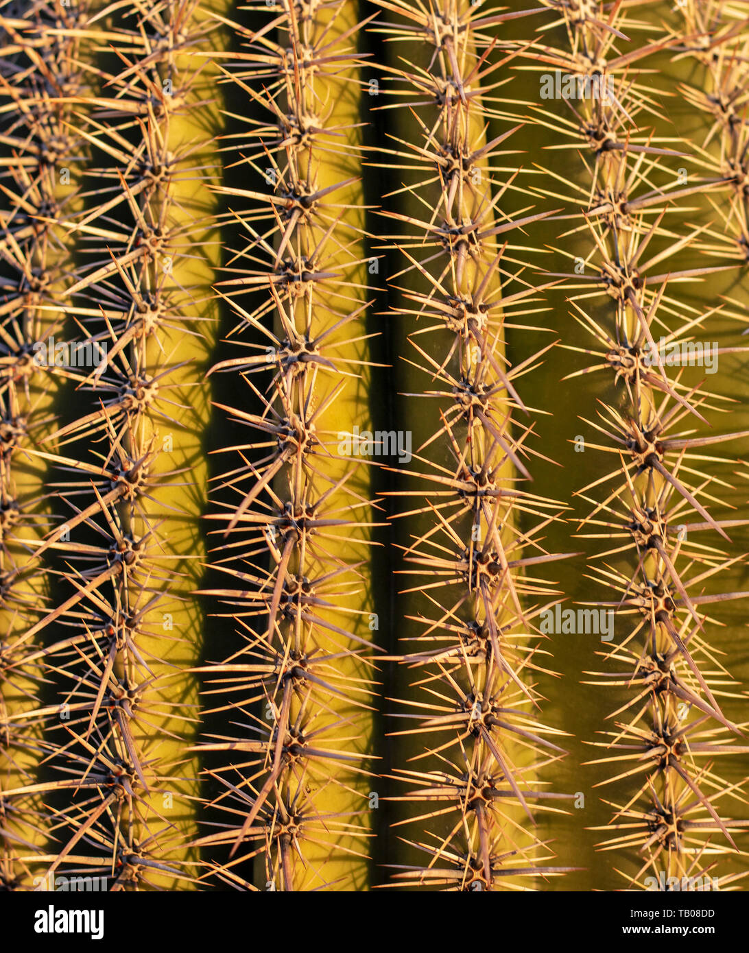 Super Nahaufnahme von Saguaro Kaktus Stacheln Stockfoto
