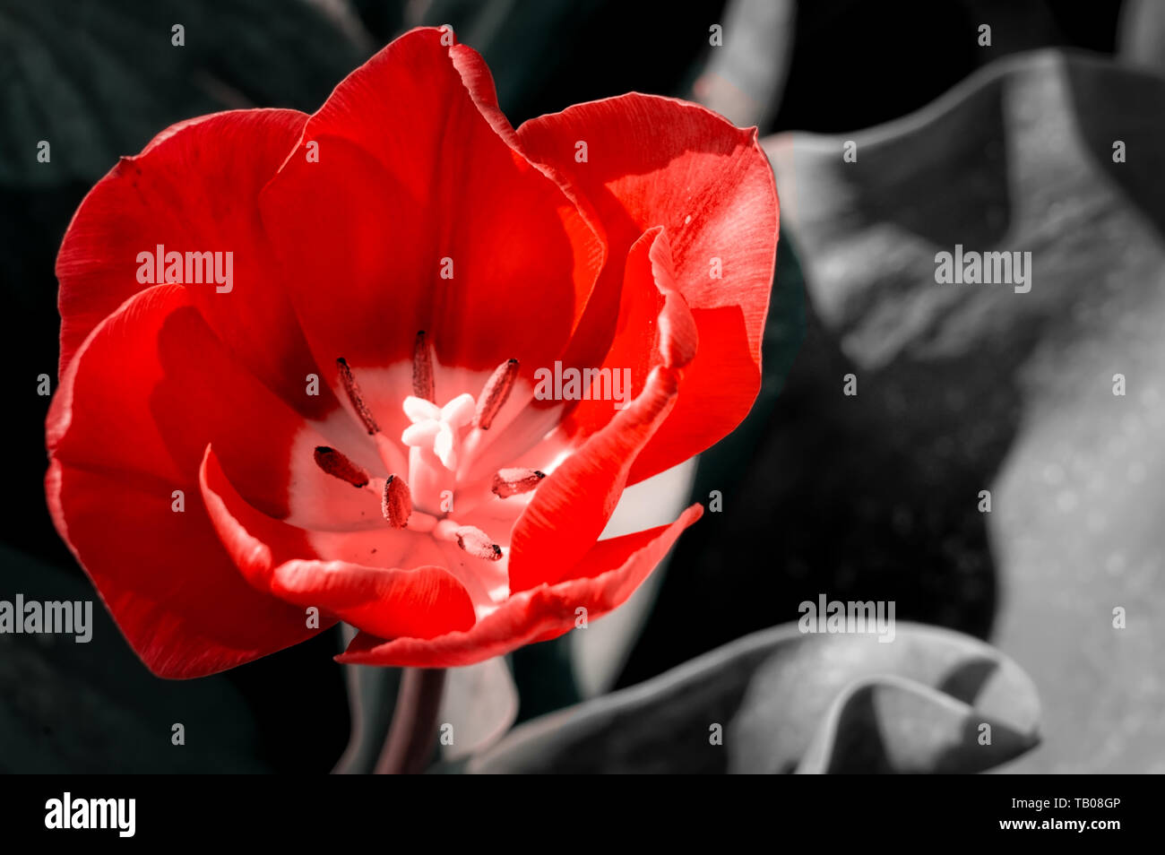 Einzelne rote Tulpe isoliert auf schwarz-weißem Hintergrund Stockfoto