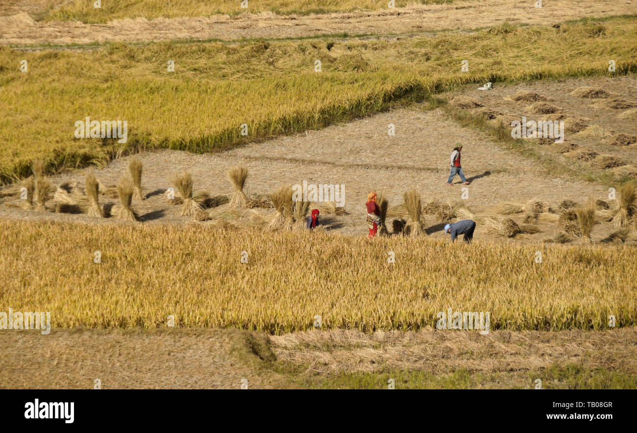Die Landwirte der Ernte von Reis im Tal von Katmandu, Nepal Stockfoto