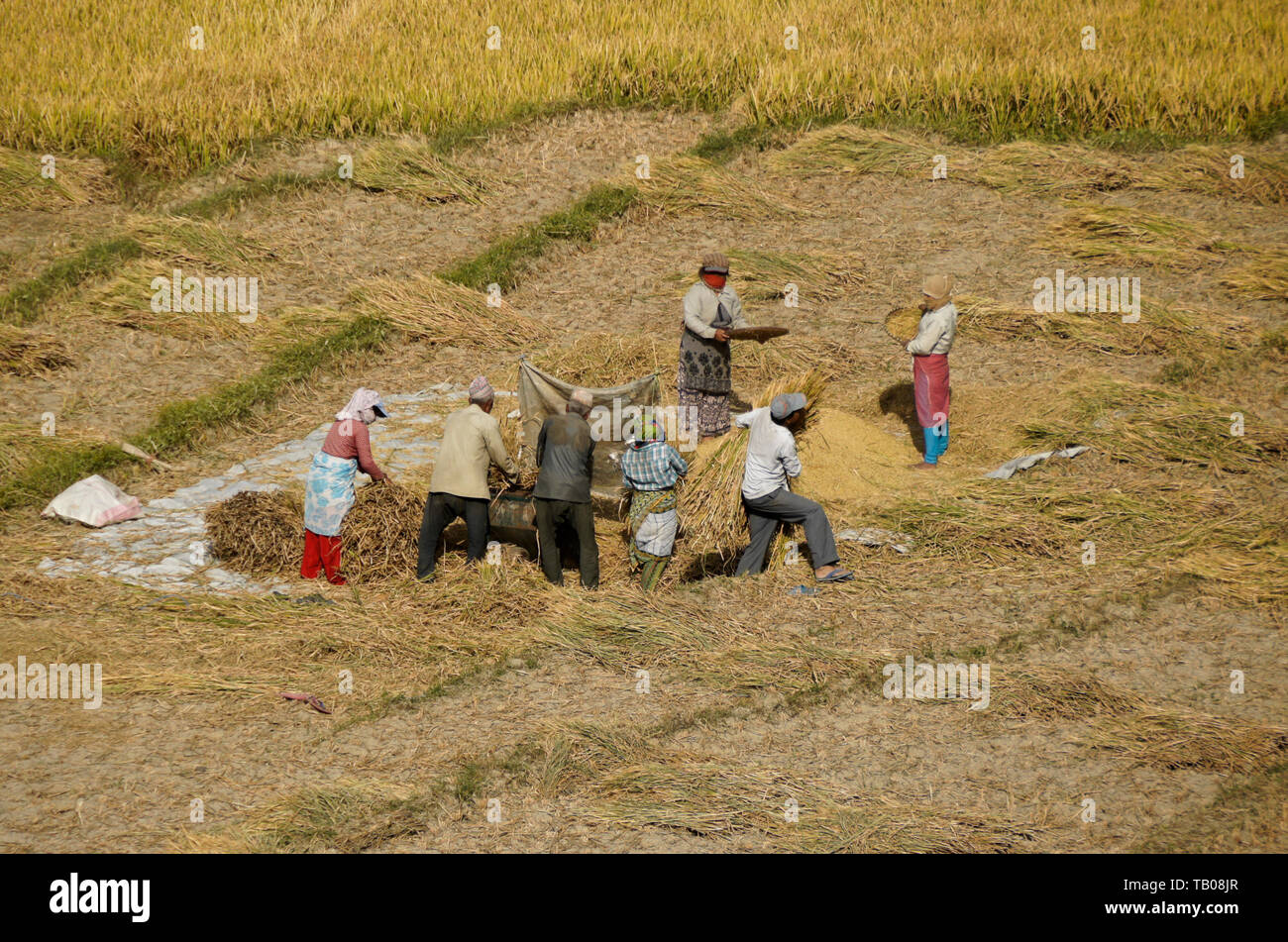 Die Landwirte Dreschen und Worfeln geerntet Reis im Tal von Katmandu, Nepal Stockfoto