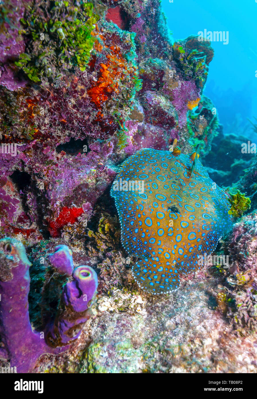 Coral Garden in der Karibik Stockfoto