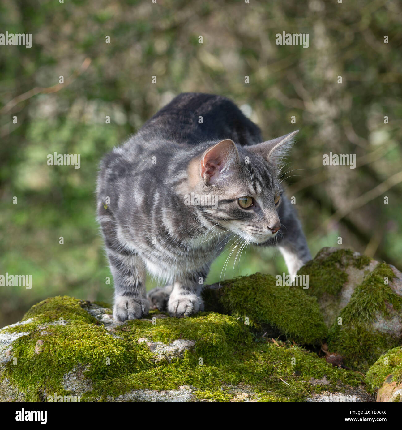 Ein graues gestreiftes Kätzchen, das auf einem mit Moos bedeckten Stein steht Die Wand Starrt Aufmerksam Stockfoto