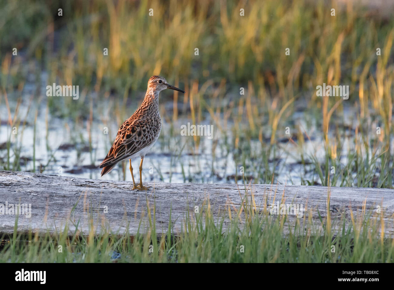 Pektorale Sandpiper Vogel in Richmond BC Kanada Stockfoto