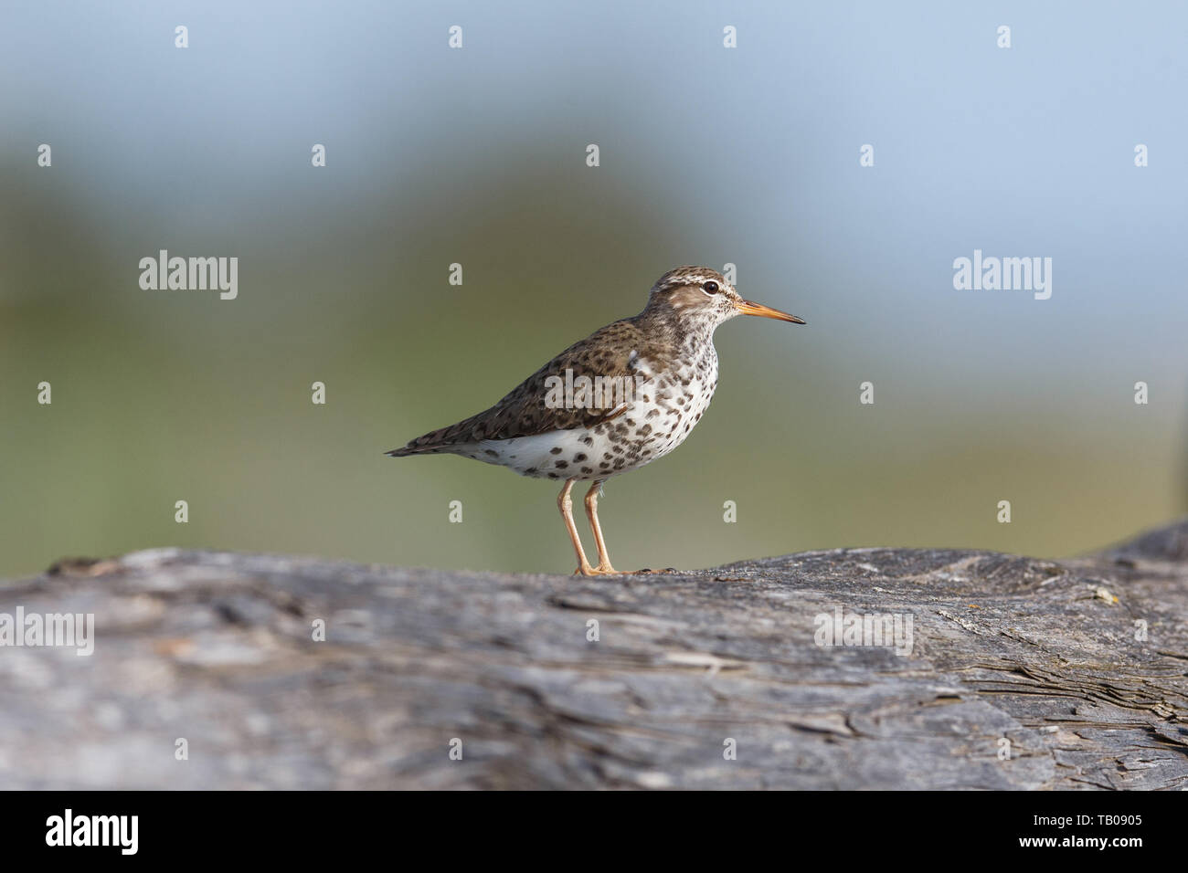 Spotted sandpiper Vogel in Richmond BC Kanada Stockfoto