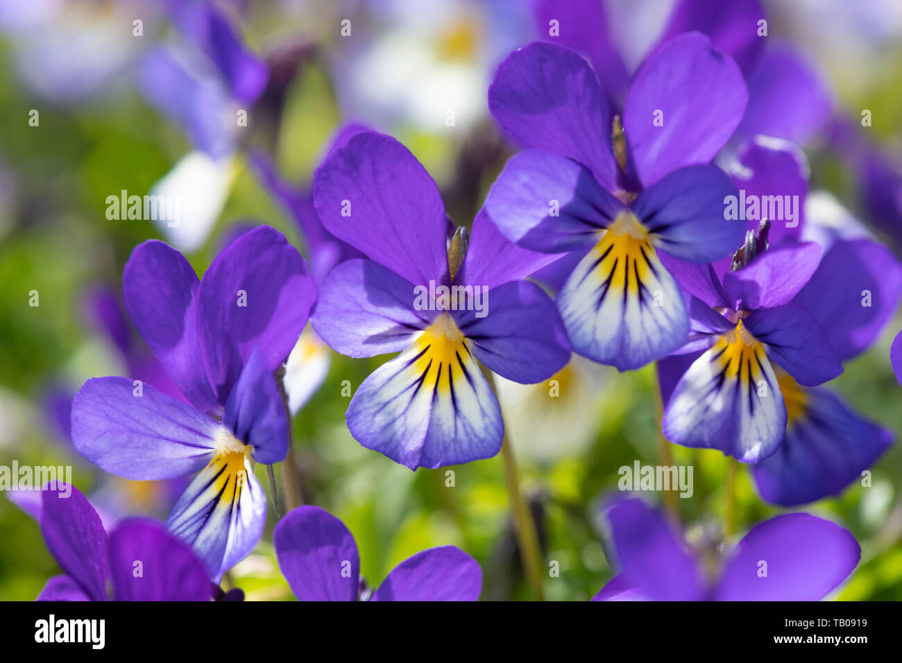 Blumen von Wilden Stiefmütterchen (Viola tricolor), aka Jack-Jump-oben-und-Kiss-Me, in Nahaufnahme Stockfoto