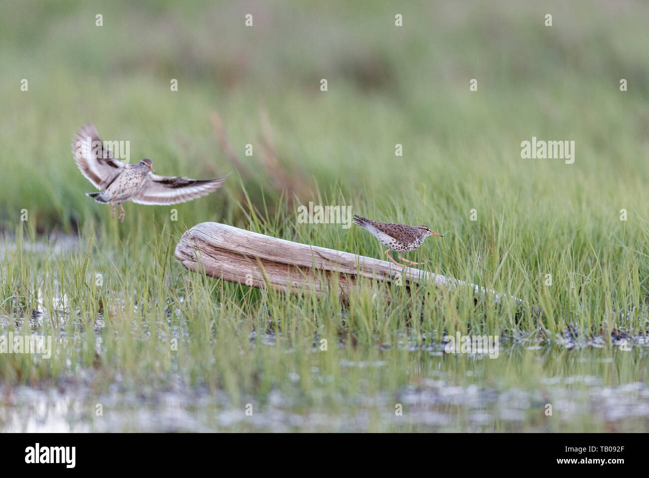 Spotted sandpiper Vogel in Richmond BC Kanada Stockfoto