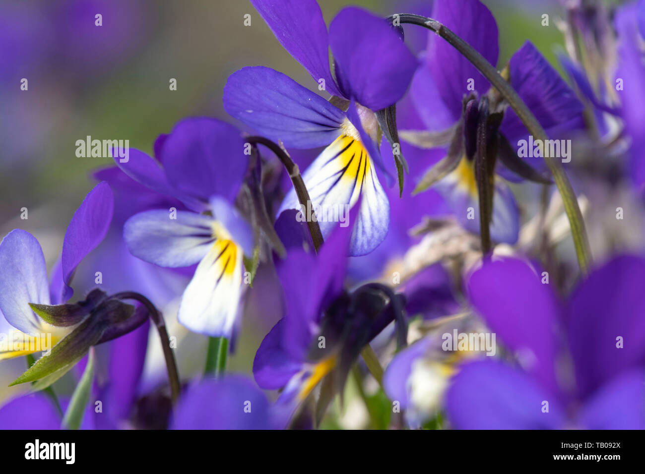 Wildes Stiefmütterchen (Viola tricolor), aka Liebe-in-Müßiggang, Stockfoto