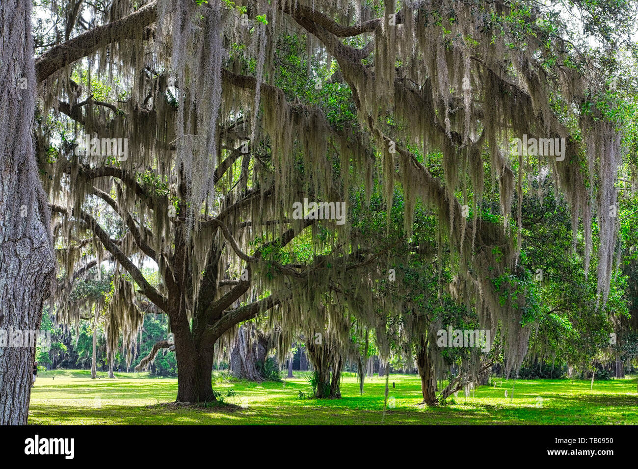 Spanische Moos wachsen auf alten Eichen im Süden der Vereinigten Staaten Stockfoto