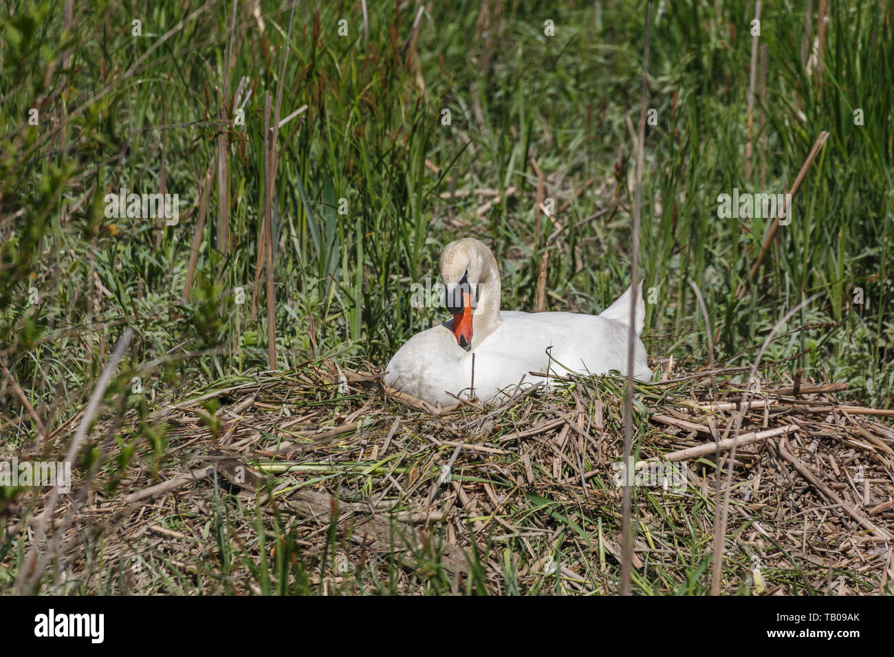 Mute swan Bird bei Delta BC Kanada Stockfoto Mute swan Bird bei Delta BC Kanada Stockfoto
