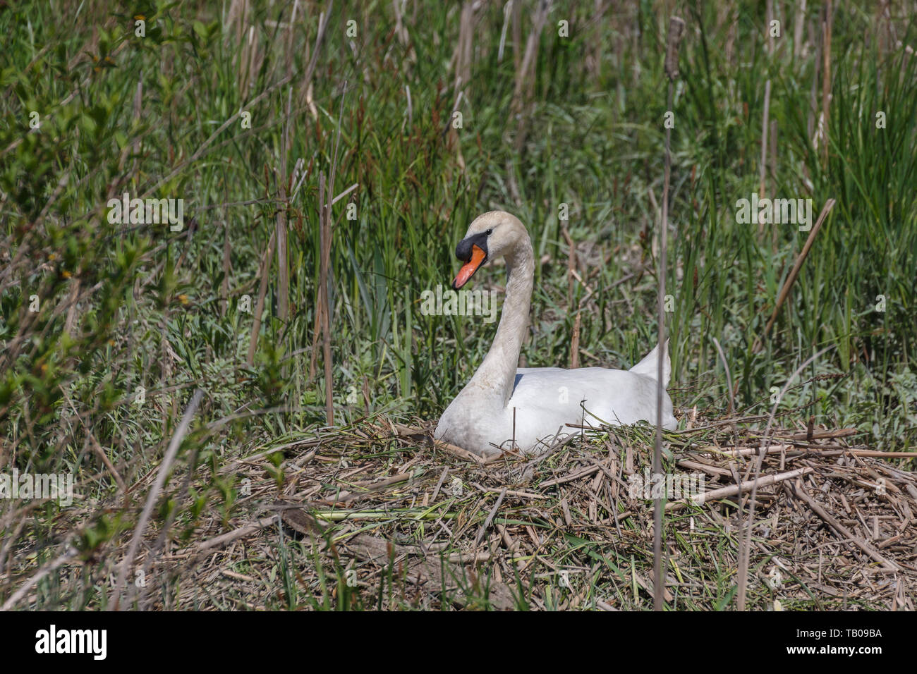 Mute swan Bird bei Delta BC Kanada Stockfoto Mute swan Bird bei Delta BC Kanada Stockfoto