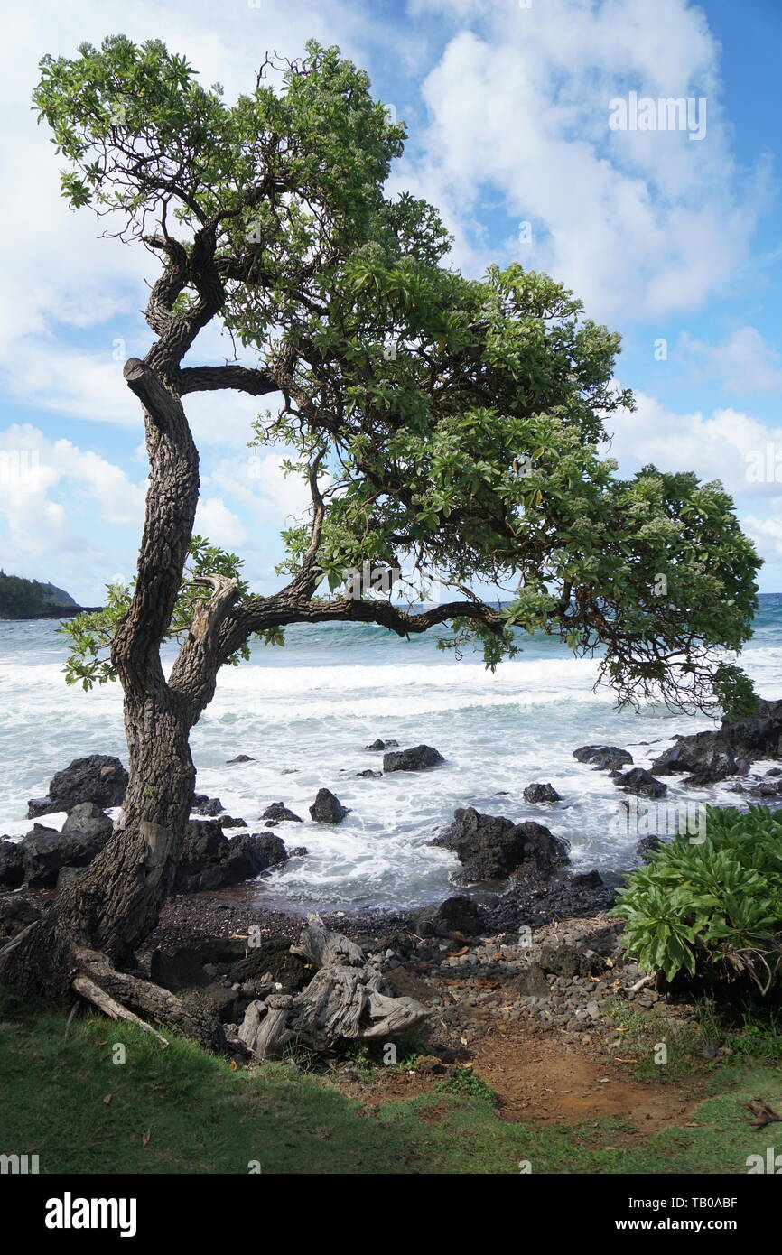 Schöner Strand und Meer Landschaft auf der Insel Maui Stockfoto