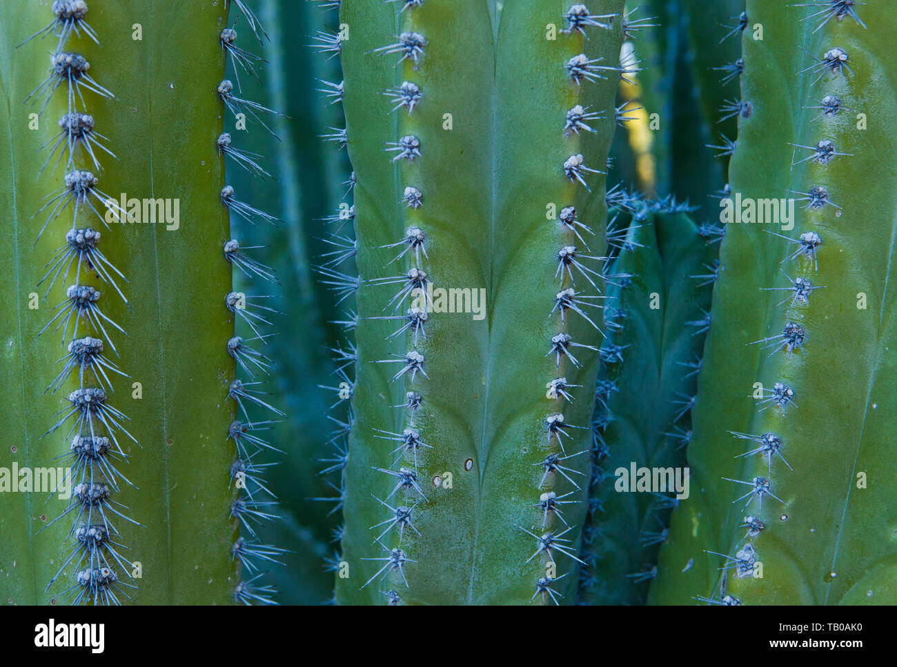 Cactus bei Phoenix Desert Botanical Gardens, Phoenix, Arizona, USA. Stockfoto