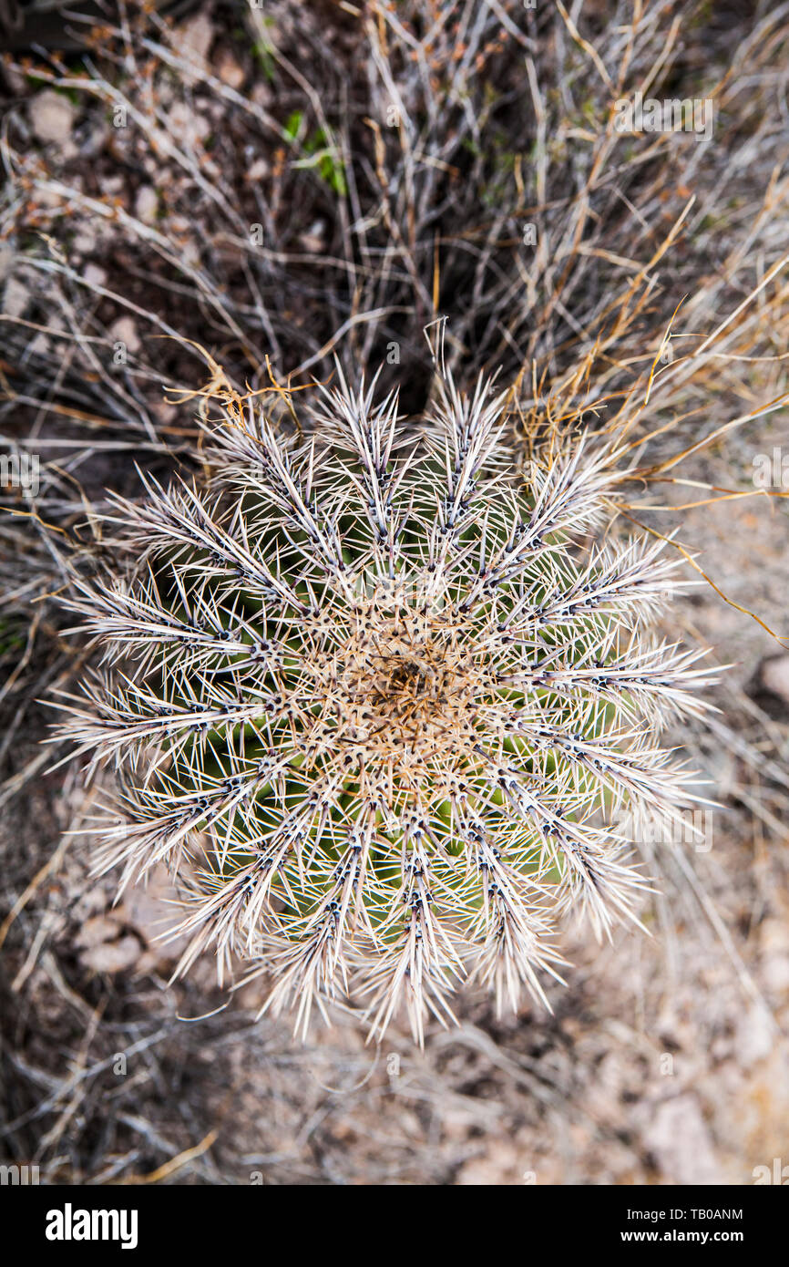 Barrel Kaktus in den Superstition Mountains in Arizona, USA. Stockfoto