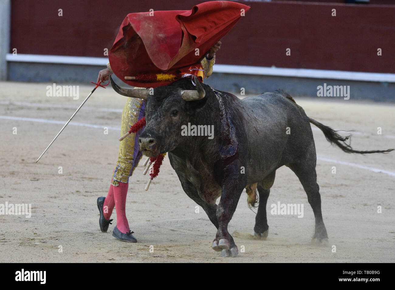 Ranch kampfstier -Fotos und -Bildmaterial in hoher Auflösung – Alamy