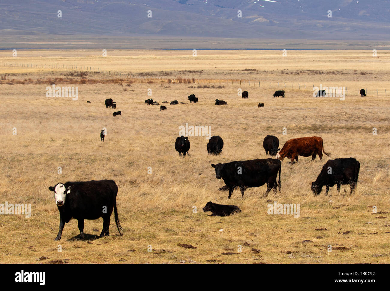 Rinder im Centennial-Tal, Beaverhead County, Montana Stockfoto