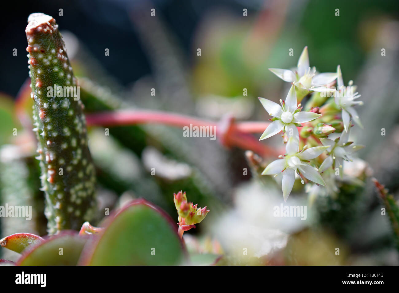 Mauerpfeffer Sedum album Blüten Stockfoto