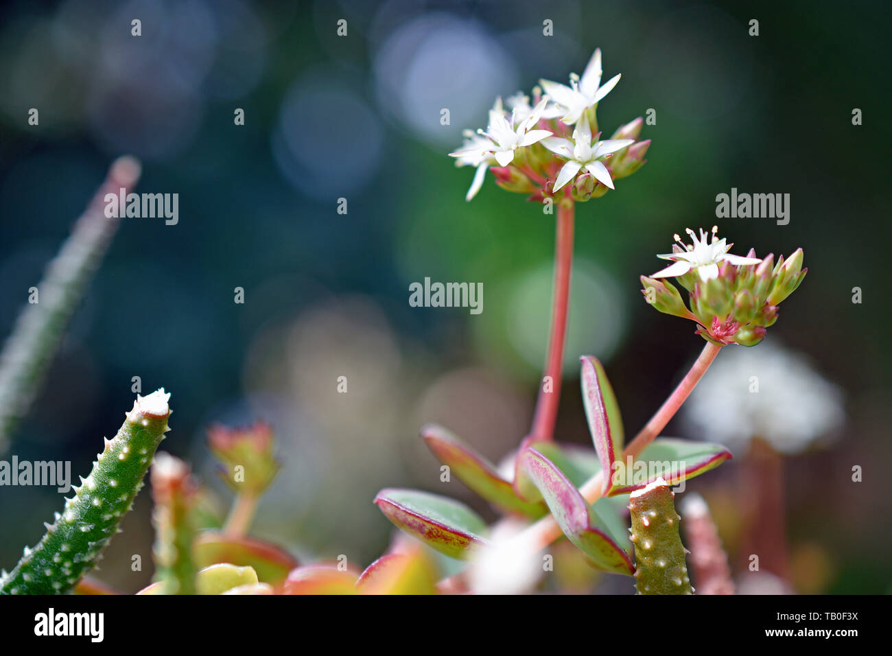 Mauerpfeffer Sedum album Blüten Stockfoto