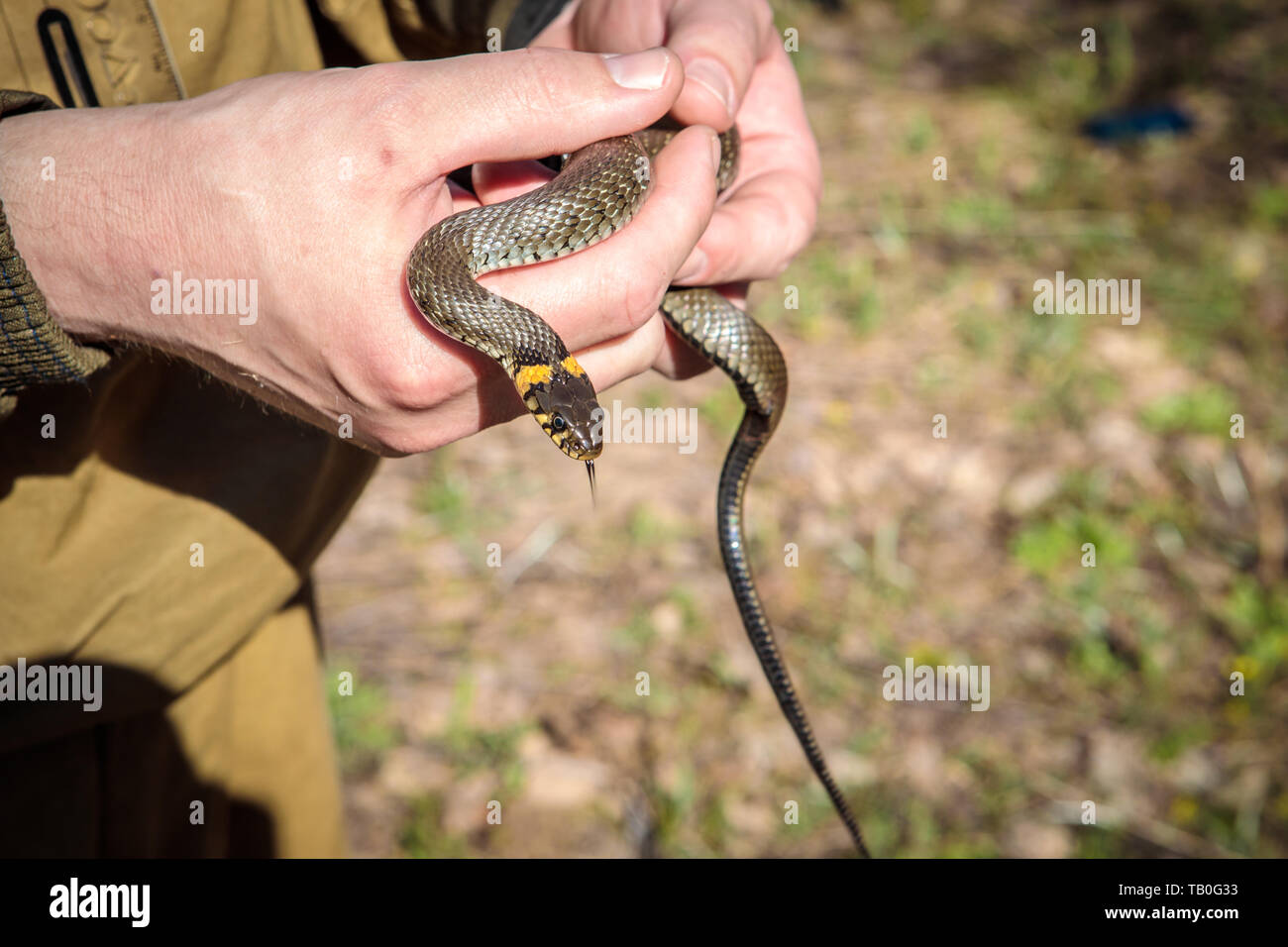 So gewöhnliche in die Hände Stockfoto