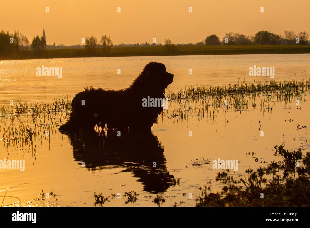 Baden Sie Neufundland Hund Stockfoto